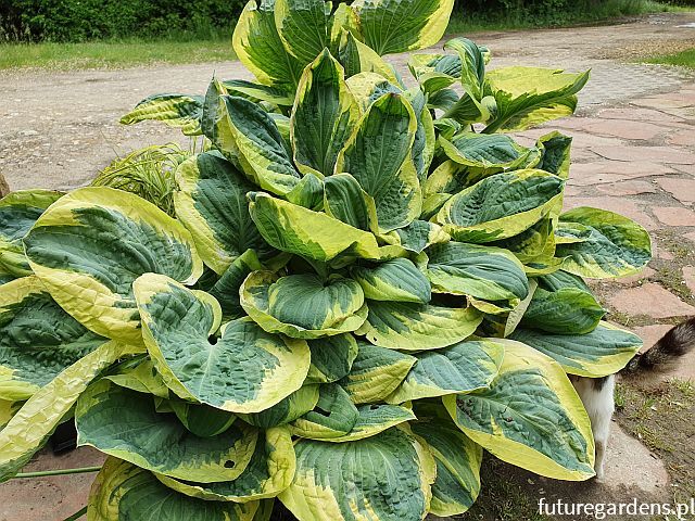 Hosta EARTH ANGEL Funkia /C3 *K7