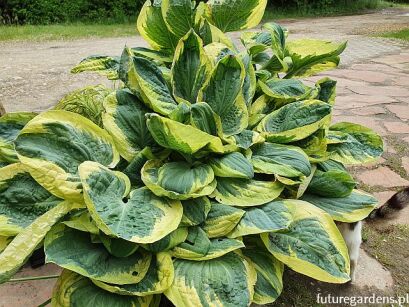 Hosta EARTH ANGEL Funkia /C3 *K7