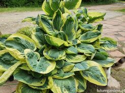 Hosta EARTH ANGEL Funkia /C3 *K7