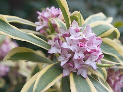Wawrzynek wonny MARIANNI® 'Rogbret' Daphne odora C3/20cm *K14w8