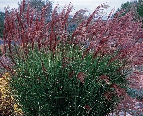 Miscanthus sinensis GRACILLIMUS Miskant chiński /C3 *26