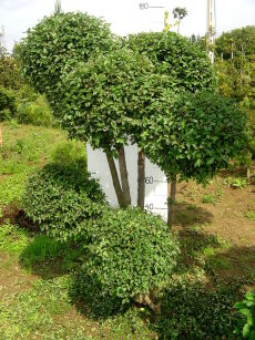 Wiąz syberyjski formowany - KULE C35/180cm