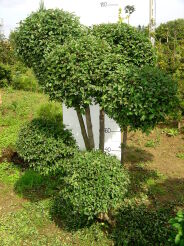 Wiąz syberyjski formowany - KULE C35/180cm