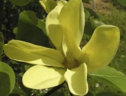 Magnolia DAPHNE C7,5/1-1,2m *TS/L