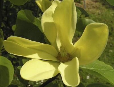  Magnolia DAPHNE C7,5/1,2-1,4m *TS/L