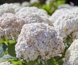Hydrangea arborescens Candybelle® Marshmallow („GRHYAR1406” PBR) /C5 *K8