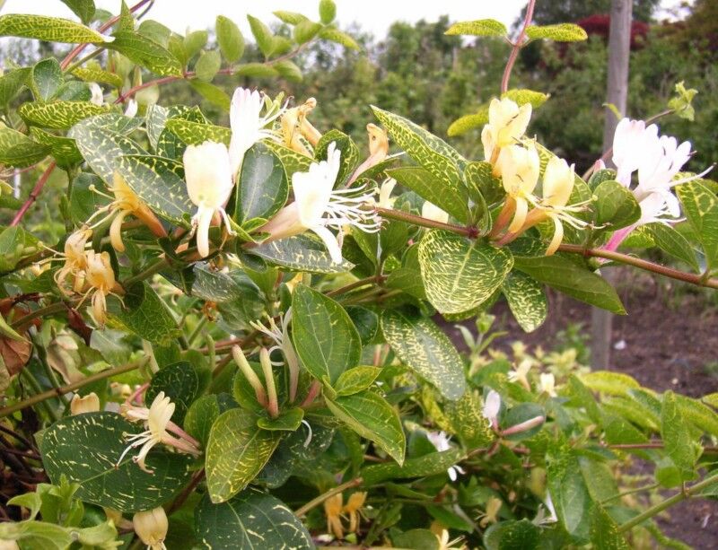 Wiciokrzew japoński AUREORETICULATA Lonicera japonica C2/80cm