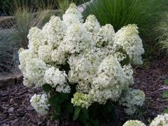 Hortensja bukietowa BOBO Hydrangea paniculata /C3-C2 *19 *18