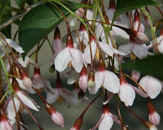 Styrak japoński BENI BANA SELECTION łac. Styrax japonica C5/1,4-1,6m *K8