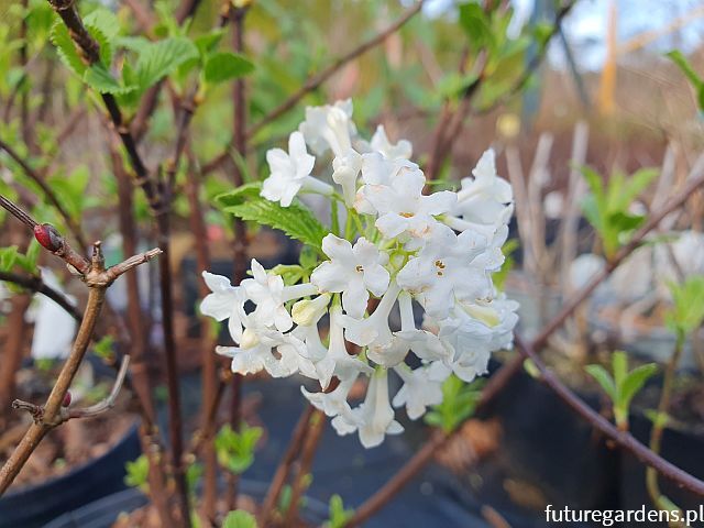 Kalina wonna CANDIDISSIMUM Viburnum farreri C3/30cm *K18