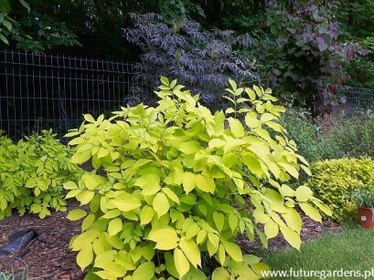 Aralia sercowata SUN KING Aralia cordata /P9 *T48