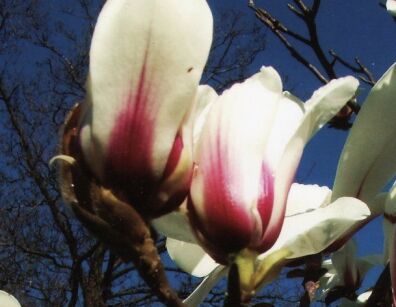 Magnolia cylindrica BJUV C3/50-60cm *T53