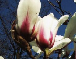 Magnolia cylindrica BJUV C3/50-60cm *T53