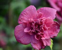  HIBISCUS syriacus FRENCH CABARET® RED 'Mindour1' Ketmia syryjska C4/80cm