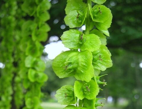 Skrzydłorzech Pterocarya macroptera var. insignis C5/40-60cm