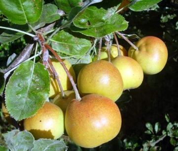 Jarzębogrusza uszkowata BULBIFORMIS Sorbopyrus auricularis var. bulbiformis C3/60-80cm *K8