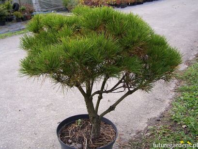 Sosna gęstokwiatowa 8-letnia Pinus densiflora C25/Pa40(70)cm *4K