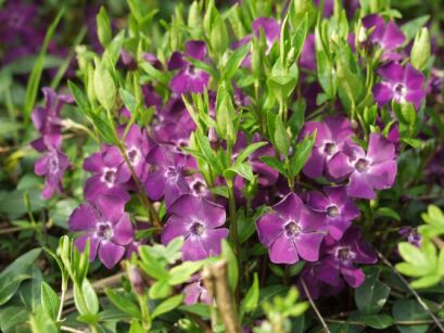 Barwinek pospolity FIOLETOWY Vinca minor /P9 *K6-O