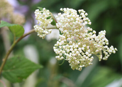 Hortensja krzewiasta PICADILLY  Hydrangea arborescens /C3