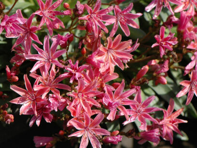 Lewisia longipetala LITTLE PLUM /P9