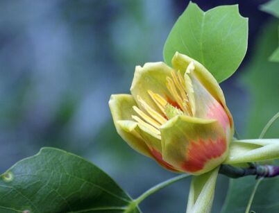 Tulipanowiec 'DOC. DEFORCE DELIGHT' Liriodendron C3/1,4m