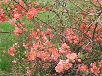 Pigwowiec wspaniały 'SALMON HORIZON'  Chaenomeles x superba 