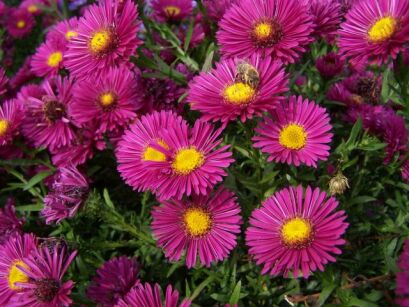 Aster krzaczasty JENNY Aster dumosus /P11 *25P