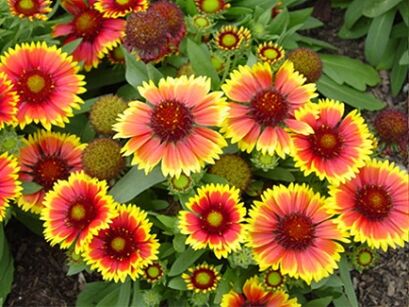 Gailardia oścista BIJOU Gaillardia aristata 