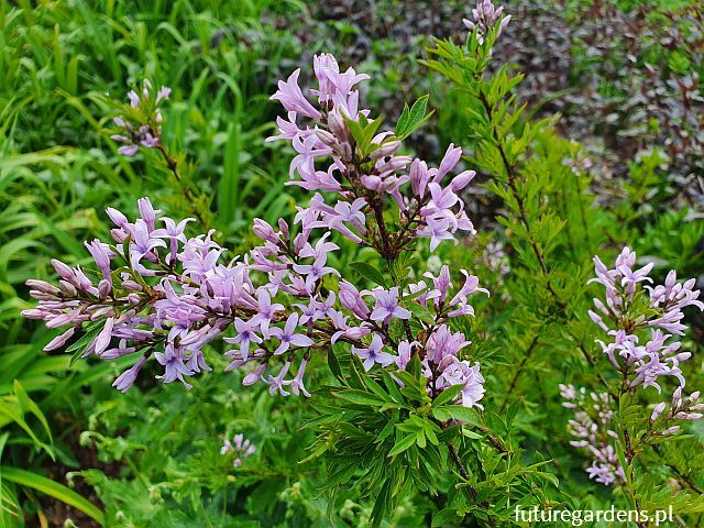 Syringa x diversifolia Lilak C5/120cm *K19