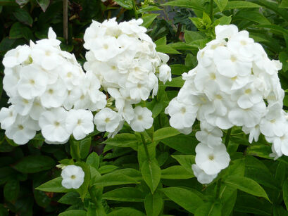 Płomyk wiechowaty BIAŁY Floks Phlox paniculata /C2 *K7