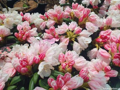 Rhododendron yakushimanum KOICHIRO WADA SELECT Różanecznik /C4 *K15w16