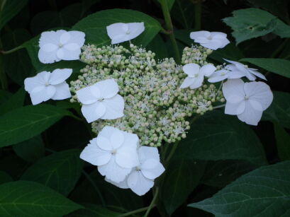 Hortensja piłkowana OTSUHIME  Hydrangea serrata 