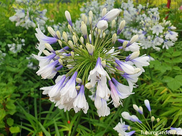 Agapant TWISTER Agapanthus /C2 *K15w18