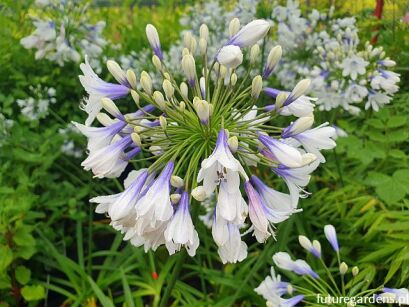 Agapant TWISTER Agapanthus /C2 *K15w18