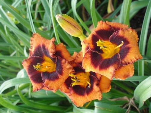 Liliowiec MADELINE NETTLES EYES Hemerocallis /C3 *1