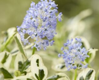 Prusznik COOL BLUE Ceanothus impressus Bez kalifornijski C2/20cm *T6