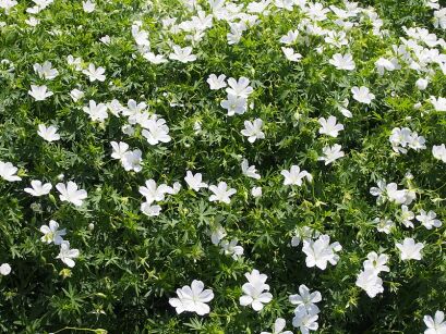 Bodziszek czerwony ALBUM Geranium sanguineum /P9 *K7