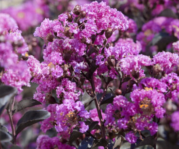 Lagerstroemia indica Purely Purple BLACK SOLITAIRE Bez południa C6/50cm *G