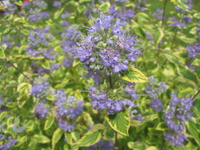 Barbula klandońska 'WHITE SURPRISE' PBR Caryopteris clandonensis