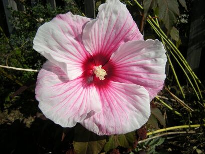 Hibiscus wielkokwiatowy PERFECT STORM Ketmia Hibiskus /C5 *K14