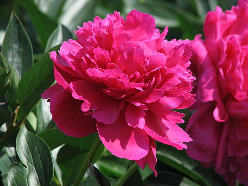 Piwonia bylinowa KANSAS Peonia lactiflora /C3 *31T