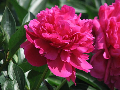Piwonia bylinowa KANSAS Peonia lactiflora /C3 *31T