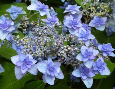 Hortensja ogrodowa JOGOSAKI Hydrangea macrophylla /C2