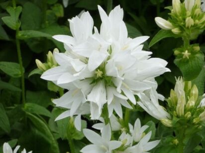 Dzwonek skupiony BIAŁY Campanula glomerata Alba