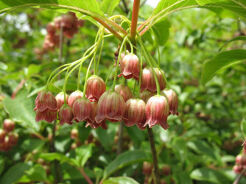  Enkianthus nipponicus Enkiant P15/50cm