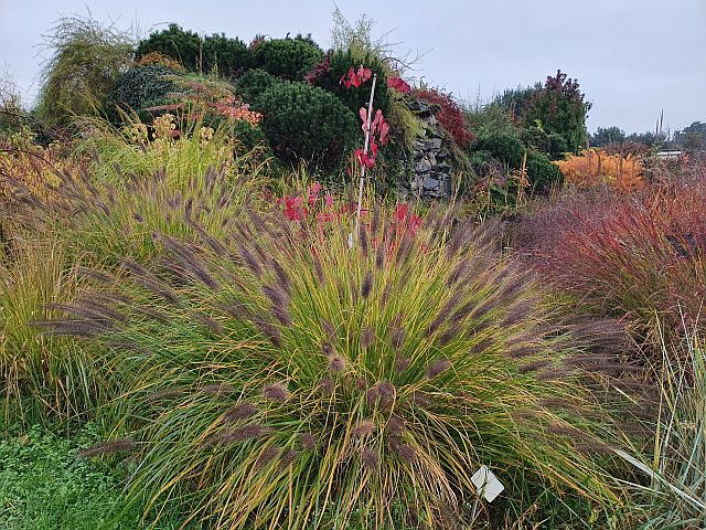 Rozplenica japońska RED HEAD Pennisetum alopecuroides Piórkówka /C2 *K5