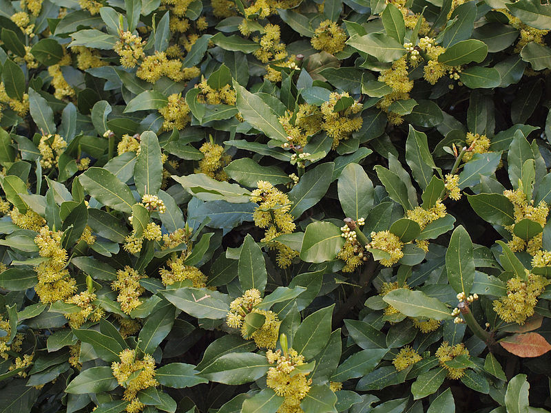 Laurus nobilis x Umbellularia californica Wawrzyn kalifornijski C3/30-50cm *K14w11