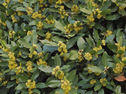 Laurus nobilis x Umbellularia californica Wawrzyn kalifornijski C3/30-50cm *K14w11