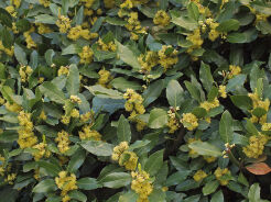 Laurus nobilis x Umbellularia californica Wawrzyn kalifornijski C3/30-50cm *K14w11