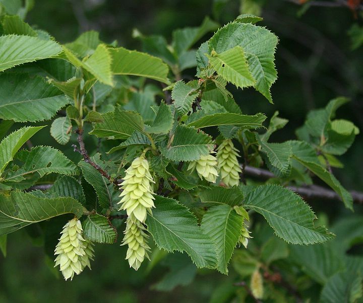 Chmielograb europejski MARJA FINDLING Ostrya carpinifolia C7,5/Pa120(140)cm *6-O